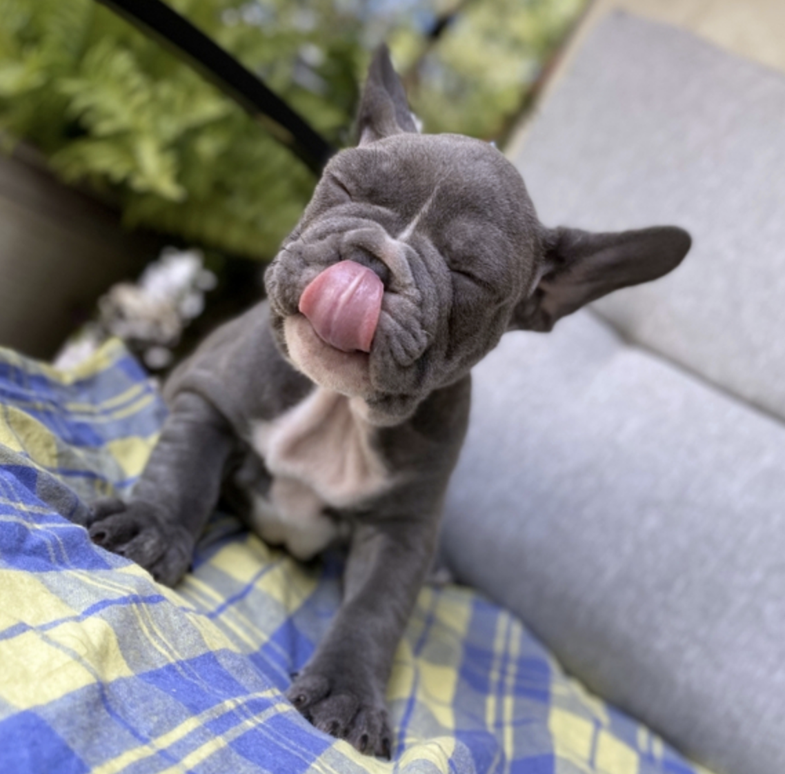 comprar cachorros sanos, baratos y asequibles para la venta